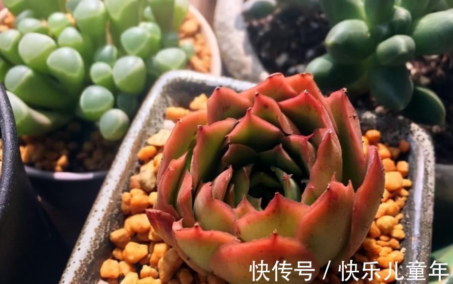 11月秋高气爽，给多肉换盆土，这么干服盆快，长势更好