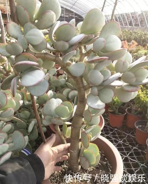 大腿|养了20年的玉树,杆子比大腿还粗,满树白花跟下雪了一样