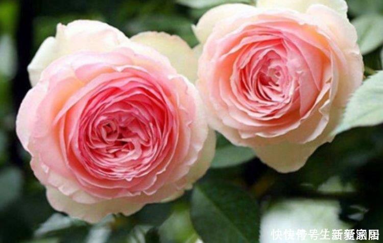 最适合新手养的5种花，沾土就能活，花量大不操心，越养越喜欢