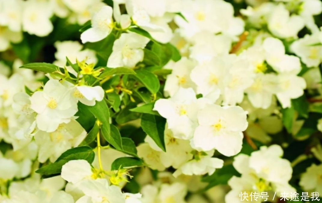 女性再没钱,3种食物都要吃,能使皮肤红润嫩白,去皱消斑