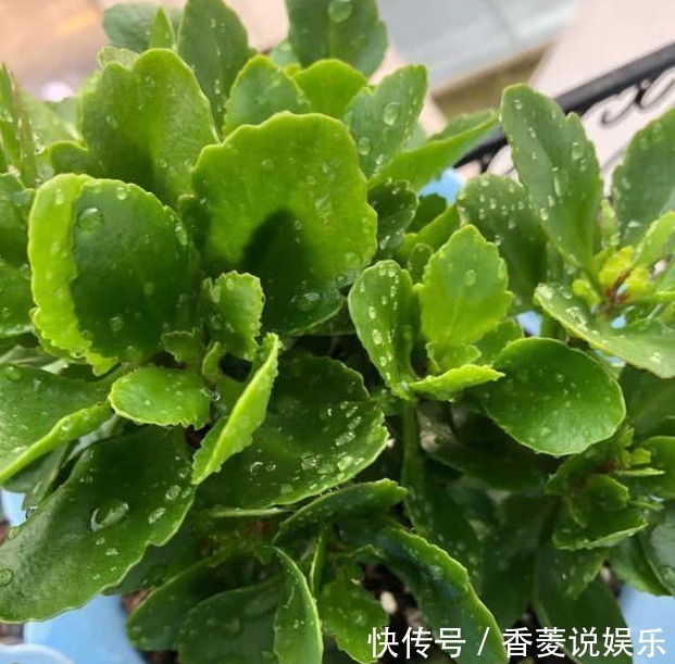 长寿|长寿花不长还黄叶用3法急救,轻松解决,爆成大花球