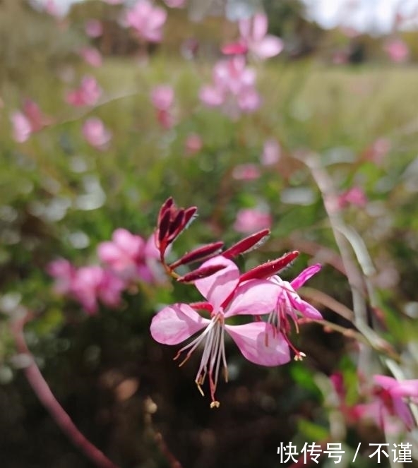 R2|「集微拆评」坚果R2评测：旗舰配置加独有功能，手机更好用了