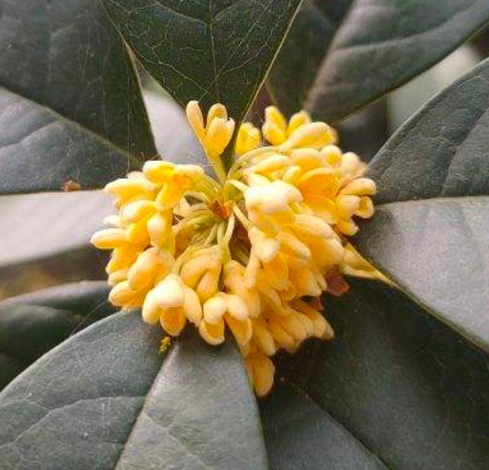 金银花|家里养盆“杀菌花”，净化空气效果好，冬天室内必备植物