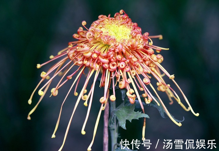 喜欢养菊,不如养盆“菊中珍品”飞鸟美人,花似美人起舞,美呆!