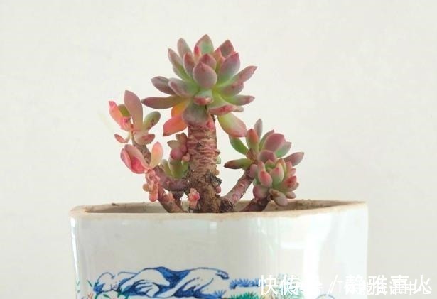 切割机|花盆买不起,自己动手做,好看又实用!花盆买不起,自己动手做,好看又实用!