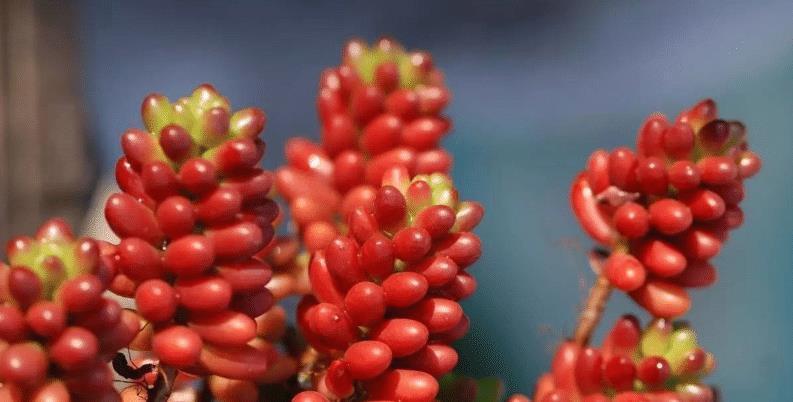 多肉植物颜色不红,怎么办?教你2招,叶子变得肉嘟嘟,鲜艳发亮