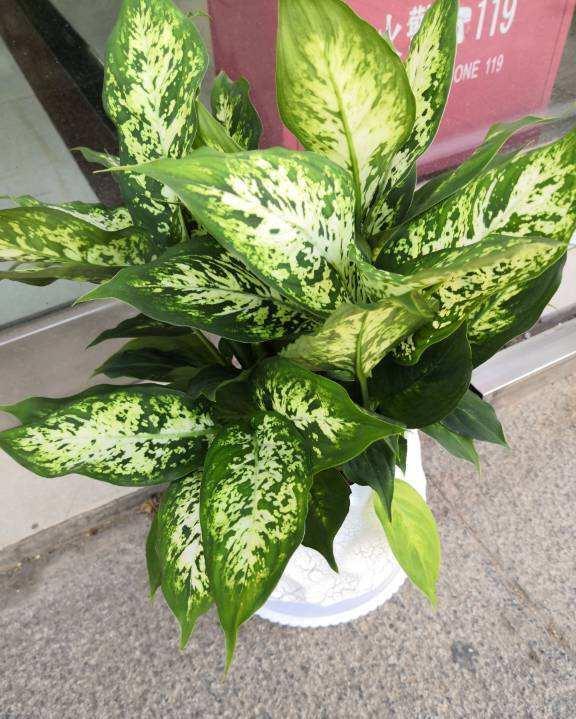 辛苦养的花，都让老公抽烟给“霍霍”了，真是没少吵架