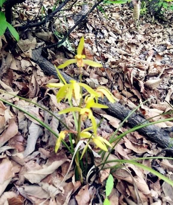 农村兰花常年不施肥，照样生长旺盛，原来是因为这个东西