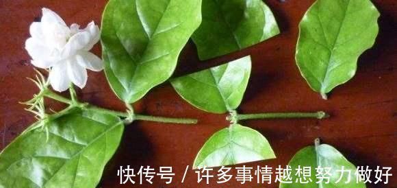 三角梅|5种花开完后,剪下的枝条不要扔,活性高适合扦插,一插一大盆