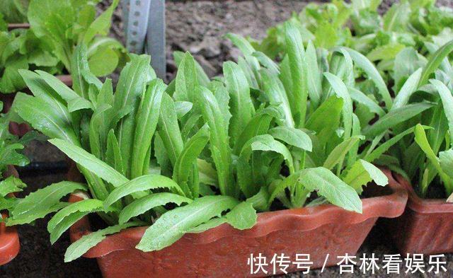 大城市|农村一野菜被称''救命菜''，人工种植价格高，一斤将近200多元