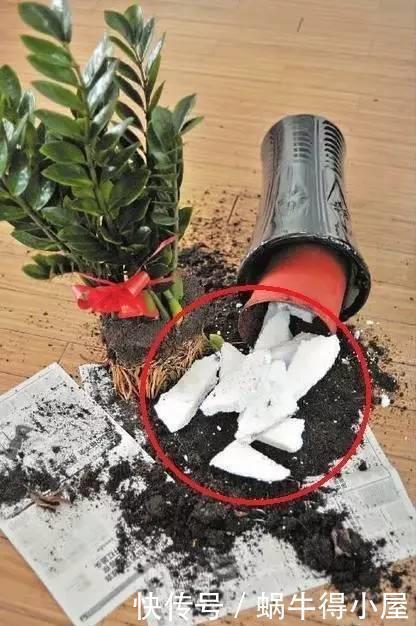 植物|这5种花以后不要买了，很多人被坑了还不知道！