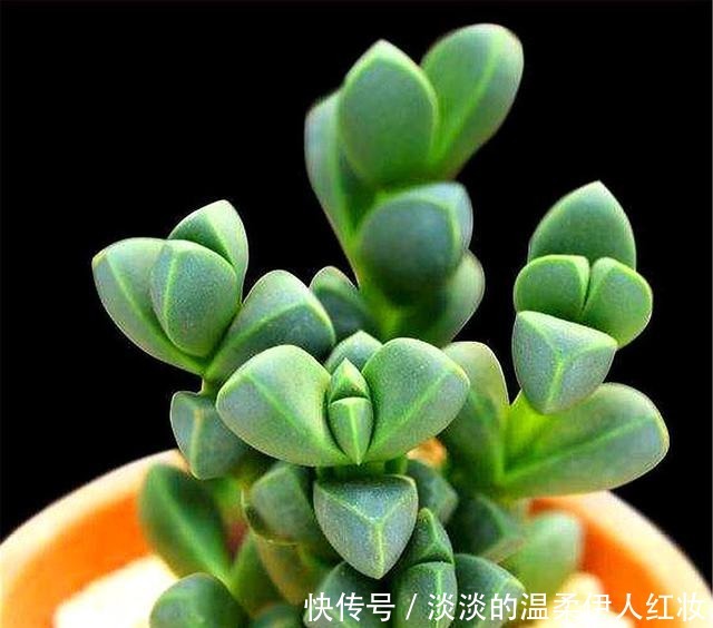 冬天|多肉鹿角海棠越冬技巧,牢记“3个不要”,叶子饱满,轻松爆盆