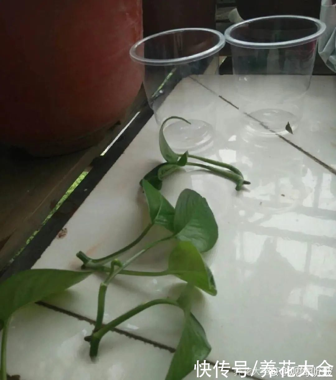 生根|6种花夏天扦插，枝条剁8段、撒土里，3岁小孩都能插活