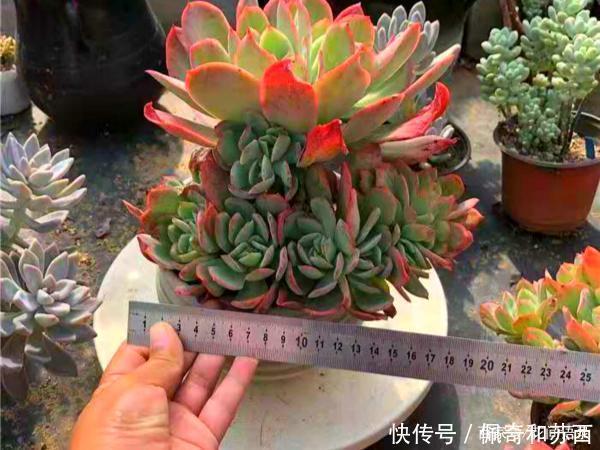 12种值得珍藏的多肉,越老越美丽,养成老桩才值钱