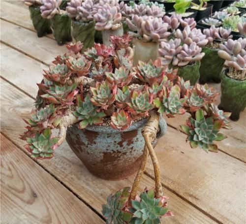 10年多肉大师的经验分享,做好一件事,多肉长成高价老桩