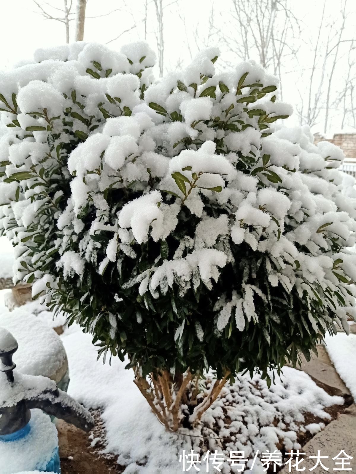雪水养花效果好，花越开越多，植株壮得像小树