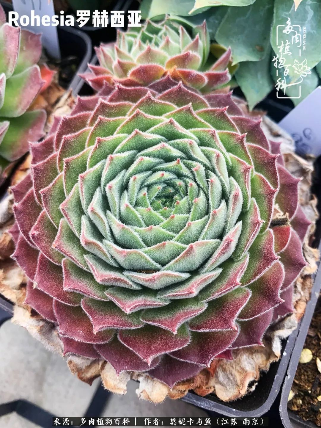 这多肉拼盘这么仙！如何制作达人手把手教你制作长生草拼盘！