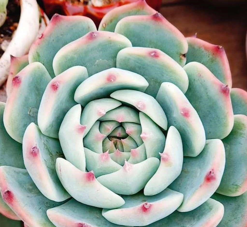 4种多肉最适合懒人养,叶子厚实难徒长,养到就是赚到!