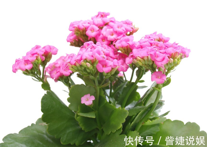 浇水|家有长寿花,心情愉悦,长寿花这么养四季开花