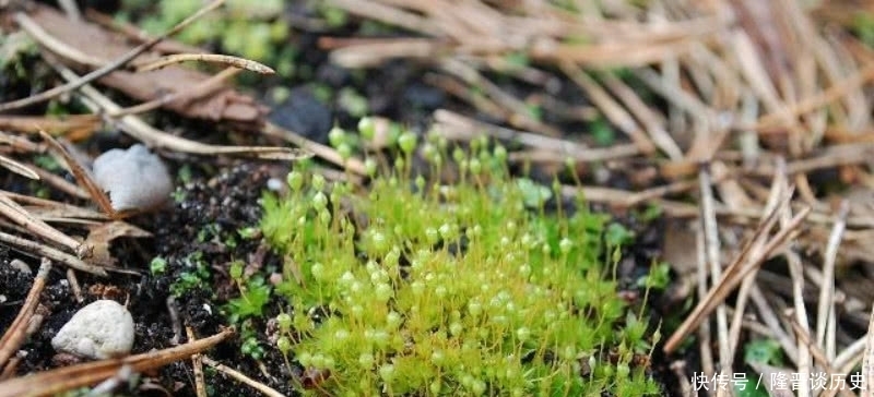 活得|袁枚最有哲理的一首诗,虽然我们很渺小,但也要活得比别人更精彩