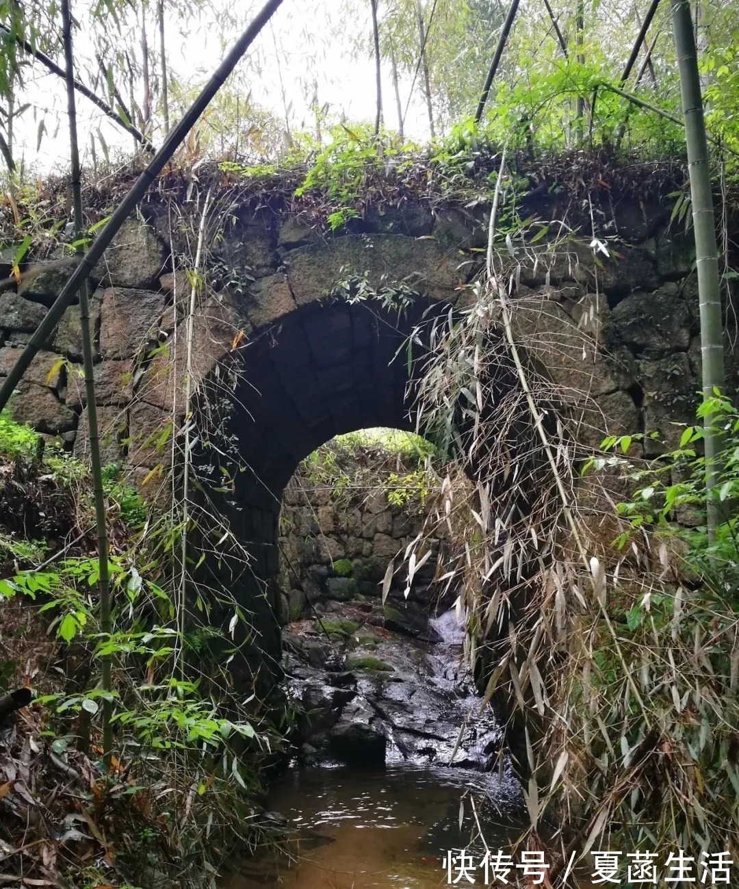 兰友|兰花用什么水浇最好？这种水，比天然的雨水更妙
