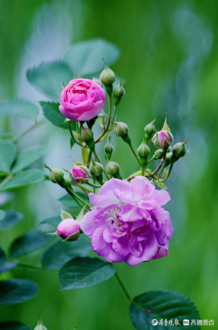 芬芳馥郁，香气醉人！济南五龙潭蔷薇花开来打卡啦|花开齐鲁| a5233