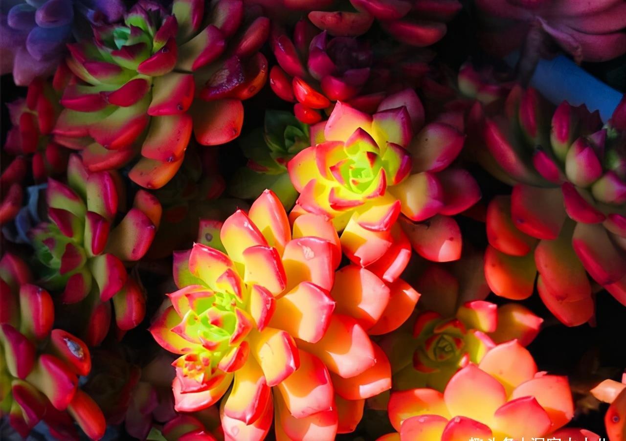 老桩|想把多肉养成悬崖桩,满足“三要求”,遇水疯长,爆崽一堆小崽