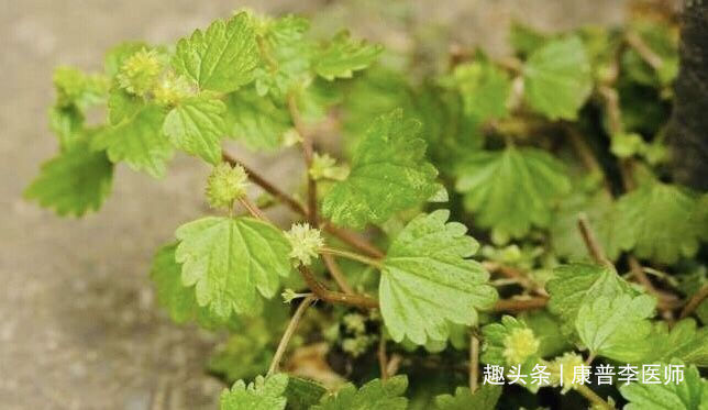 调经止痛|农村不起眼的野草,却是女人的福音,调经止痛、润肠通便,气色好