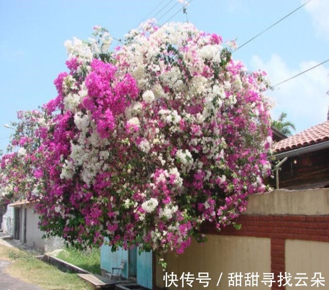 三角梅|6种“爬藤花”,美上天际,种上一株,就能赏几十年!