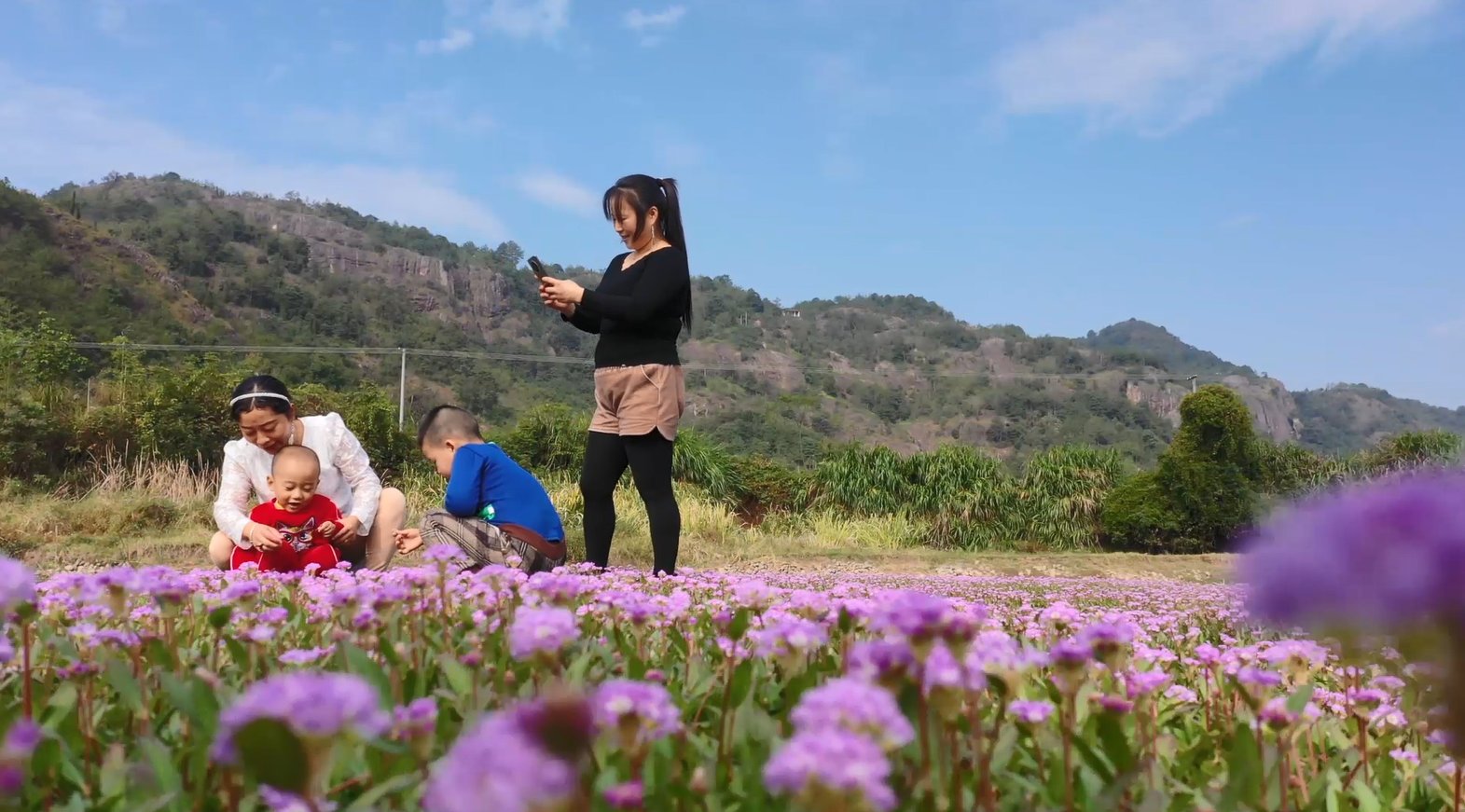 蓼子花|美！秋日紫色花海 碧绿草滩