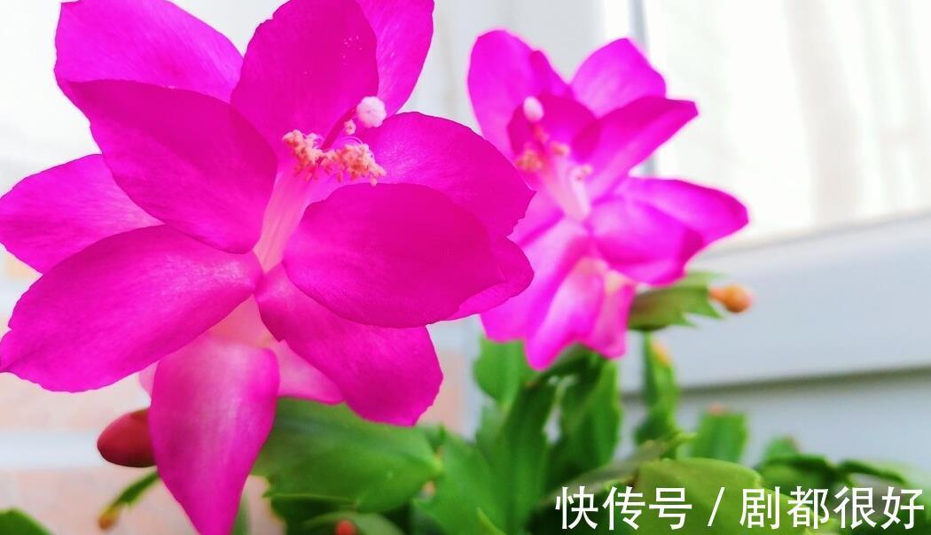 繁殖|蟹爪兰如何快速生根,使用此水培法,20天就能长出大量新根