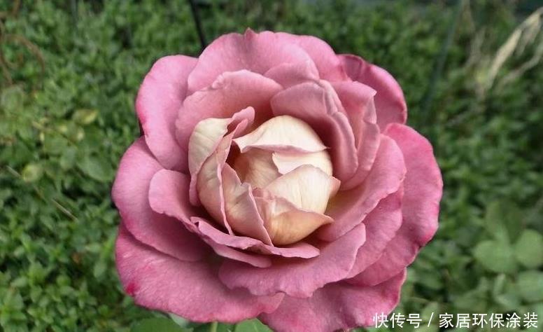 20款紫色月季品种。浓香、抗病非常好养,天然紫色唯美盛开