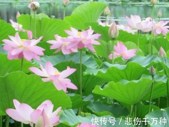 生肖鸡|步入7月中旬，桃花朵朵开，4属相苦尽甘来，财福不缺日子美