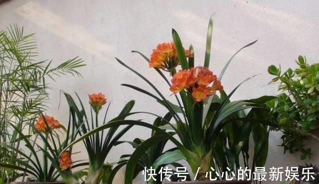 柳树|君子兰不见长、不开花“2种料”扔盆里,新芽多,一年开花2次