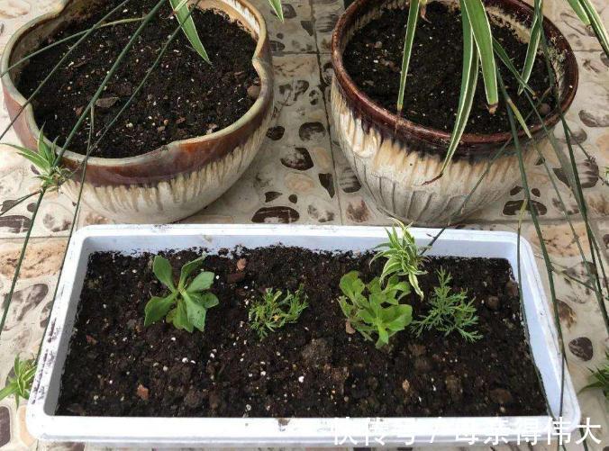 冬至后,盆栽养花有这3种症状该马上换土,一刻都甭多等