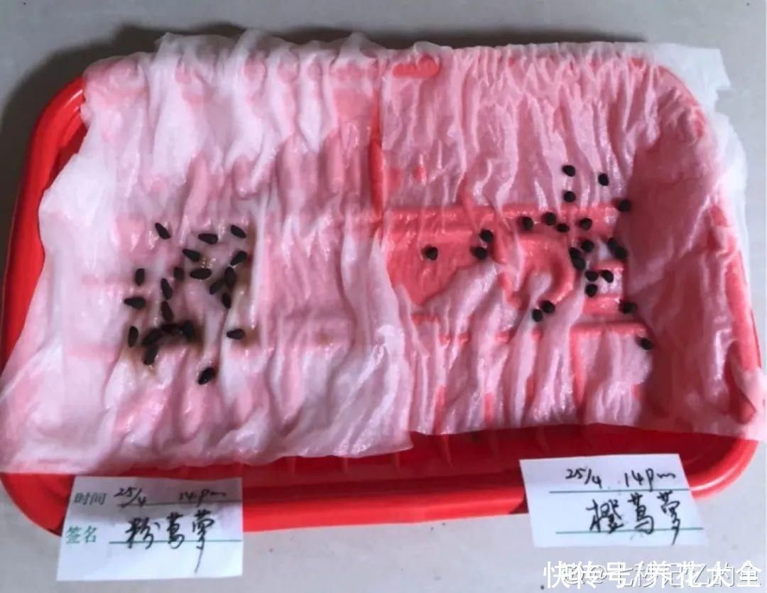 飘香藤|晒不死、热不死的花,越晒花越多,越热长越快