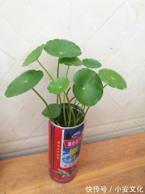 花花|适合放在办公室的花,净化空气一把手,路边三块钱就能买一盆
