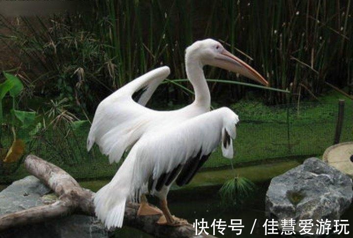 写乎|你读书多, 认认《山海经》中的神鸟异禽