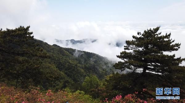 湖北麻城龟峰山：半山云雾半山红