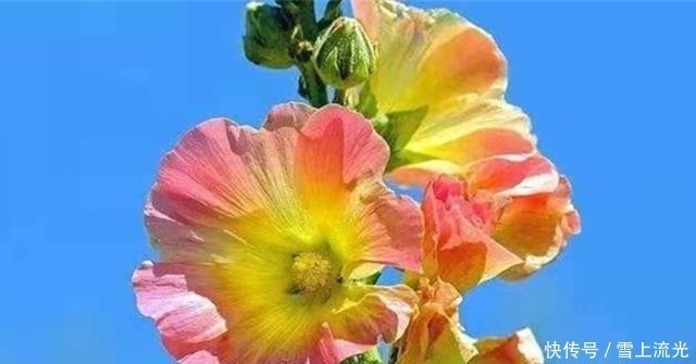 雪水|用上3种天然水浇花,促进根系生长增加营养,遇到了一定要存点