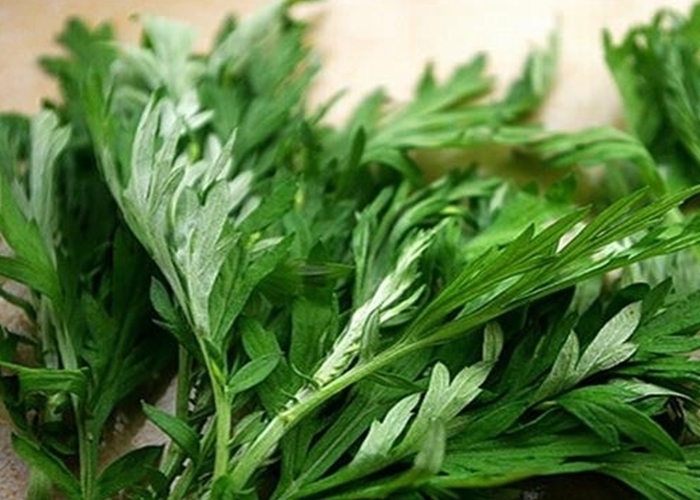 艾蒿叶|外洗能治湿疹,入药能杀菌抗癌,名副其实的草药,不会用太可惜!