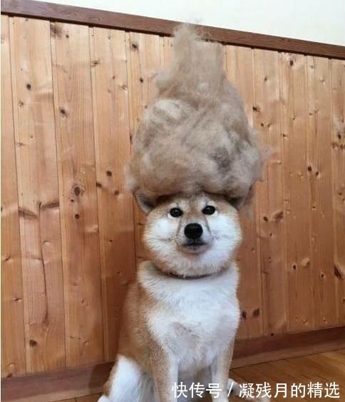 |幽默笑话:一男子做梦,梦到自己在森林里