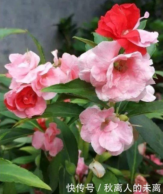 经常爆盆的几种花卉,丢在阳台爆成花海,幽香暗淡,烂漫又迷人