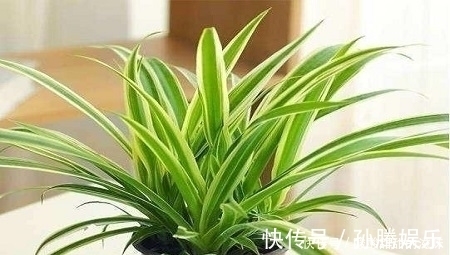 仙人球|5种观叶植物，枝叶优美，家里养一盆，空气更清新，值得拥有！