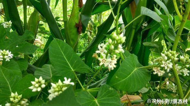 野果|常识：农村叫“老鸹瓢”，童年时的野果，全身是宝，有谁认识？