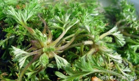 常见|农村常见野草酷似艾草,其实算万能药材,做饺子也是一绝