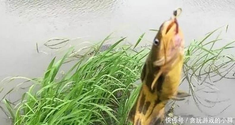 荤饵|跟朋友一起钓黄颡鱼,他用蚯蚓我用它,鱼获是他的几倍