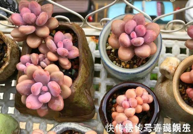 花盆|9月开始,养桃蛋“牢记”2个字,半年养的“胖嘟嘟”,萌化了