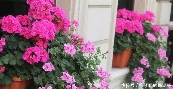 阳台上|这些花不能宠!越贱养越疯长,长不好就是你太勤快