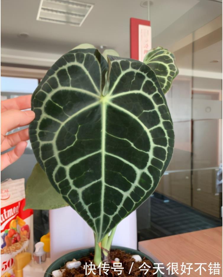 雅观|8种形状各异的花烛,每一款纹路都不相同,十分雅观,你认出几种